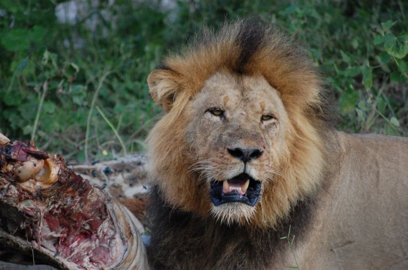 Lion after the kill
